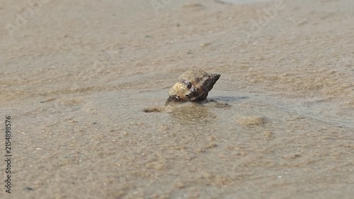 A close-up shot of small wild hermit crabs crawling on wet sandy ground under shallow clear sea water along the coast during low tide. Animal living in nature scene.