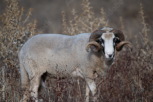 Raza ovina

