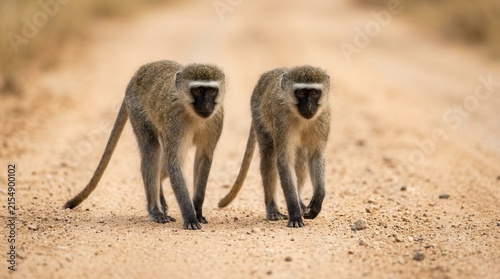Two vervet monkeys walking along a dusty African road.