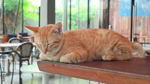 A cute orange domestic cat napping in a loaf position on a wooden tabletop. Animal portrait, close-up with eye selective focus.