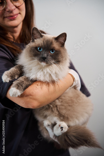 Veterinarian securely holds a pedigree feline patient to provide comfort during a clinical appointment. Pet healthcare worker holds a calm ragdoll cat