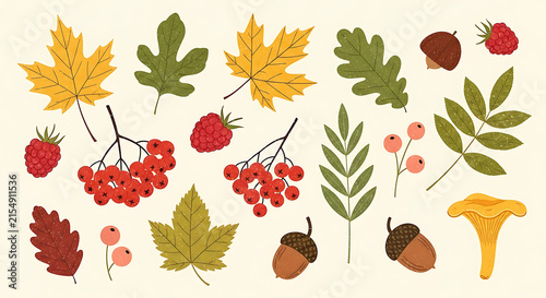 Flat illustration set of autumn leaves and berries with various forest elements like acorn and mushroom for a seasonal fall collection
