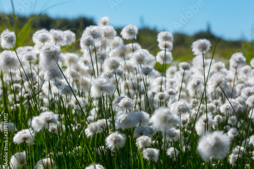 Polar flowers