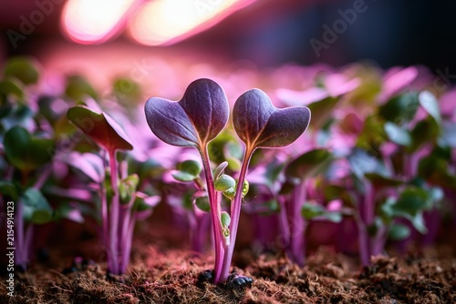 Microgreens with heart-shaped leaves thriving in soil under pink grow lights