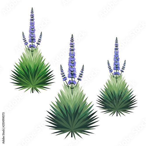 Leaf A beautiful lavender flower plant illustration in purple and green vector style featuring decorative desert flora with spiky leaves isolated