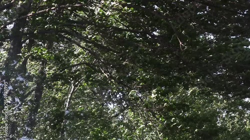 dense forest, surrounded by trees and foliage