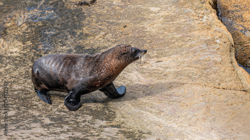 Fotografie Neuseelaendischer Seebaer Arctocephalus forsteri auf Felsplatte bei Karitane Neu