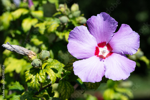Canvastavla Purple Rose of Sharon Hibiscus Flower with Red Center in Green Garden