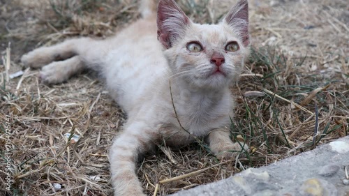 A cat lying down on the grassy ground