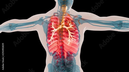 X-Ray Style View of the Human Body Highlighting the Lungs, Bronchi and Diaphragm, Respiratory System Anatomy, 3d render
