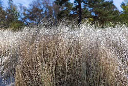 Obraz na plátne Close up of dry coastal dune grass swaying near forest in Seebad Zempin