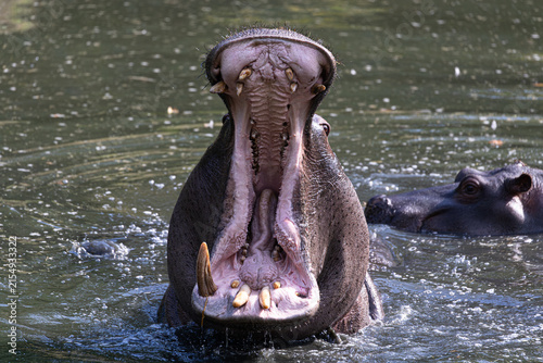 Frontal view of a massive hippopotamus with its jaws wide open in the water