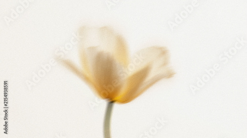 Single Yellow Bloom in Abstract Floral Motion Blur