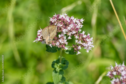 Ringlet (Aphantopus hyperantus) butterfly sitting on a light pink flower in Zurich, Switzerland