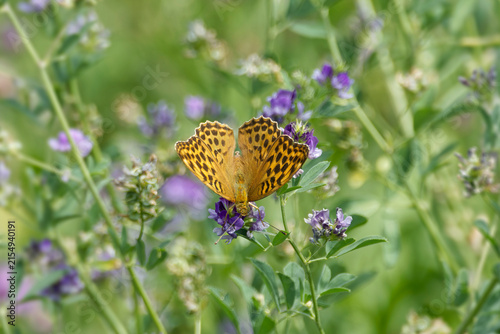 Silver-washed Fritillary butterfly (Argynnis paphia) sitting on violet flower in Zurich, Switzerland