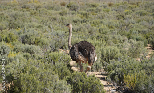 Aquila Nature Reserve - Ostrich 