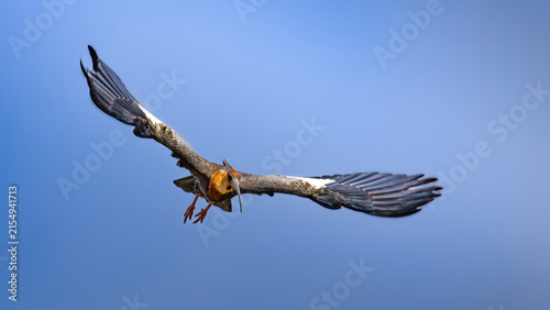 Black-faced Ibis flying close-up with wings spread isolated on blue sky.
