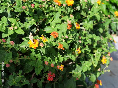 Obraz na płótnie Butterfly on Lantana Blossoms