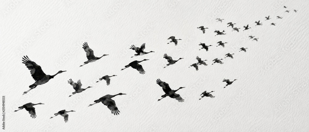 Obraz premium Flock of cranes in flight against a textured white background