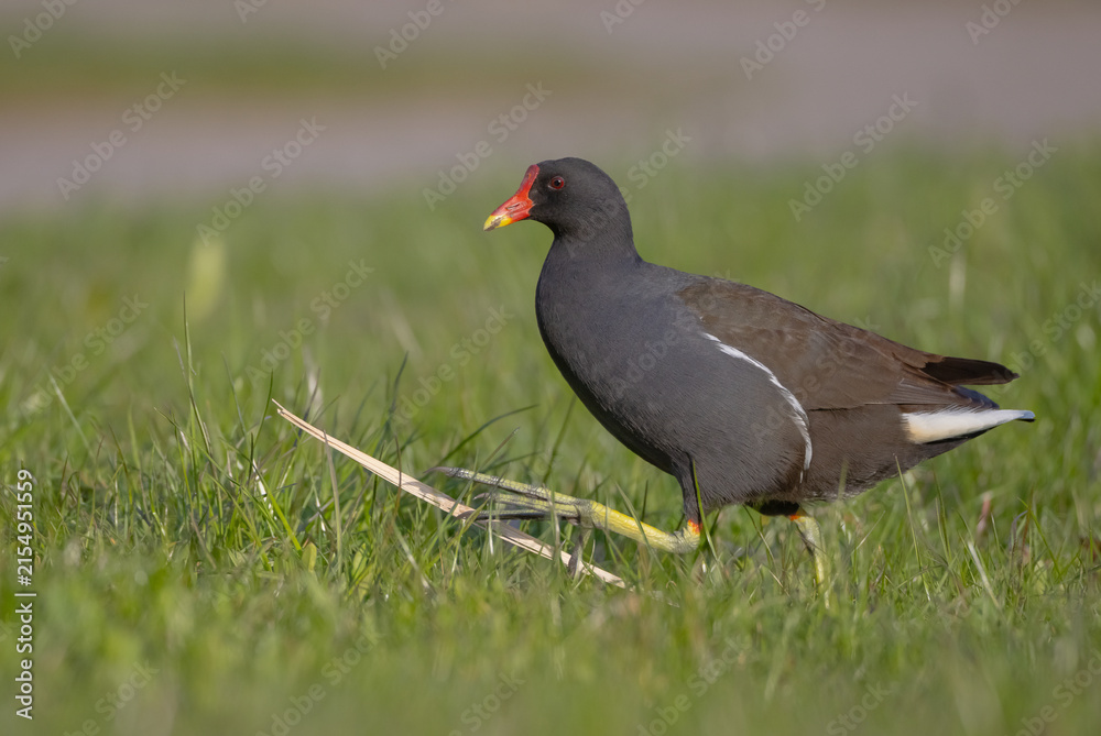 Fototapeta premium The common moorhen - adult bird in spring