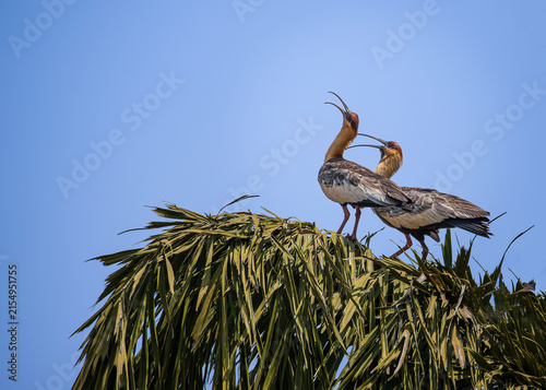 Pair of Black-faced Ibises (Theristicus melanopis) vocalizing together, profile view