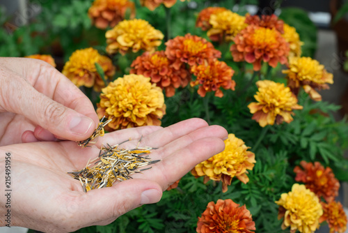 Close-up view of hands holding collected dried marigold seeds with blooming yellow and orange marigold flower in blurred background