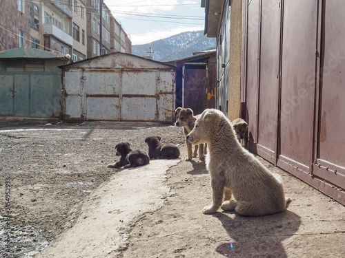 A horizontal outdoor shot of several stray puppies sitting and standing in a sunny alley near old metallic garages and apartment buildings