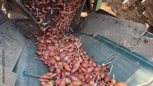 Fresh Shallot Harvest Moving Through Agricultural Machinery, Farm Production, Onion Sets Crop Processing, Rural Farming, Agricultural Equipment