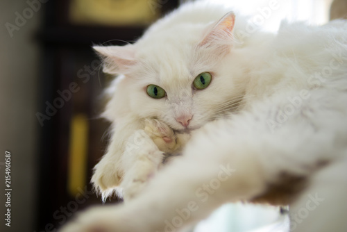 Foto White Turkish Angora cat with green eyes relaxing on cat tree