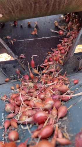 Fresh Shallot Harvest Moving Through Agricultural Machinery, Farm Production, Onion Sets Crop Processing, Industrial Farming, Agricultural Equipment