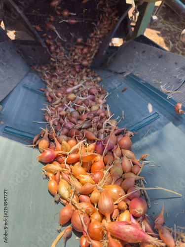 Fresh Shallot Harvest Moving Through Agricultural Machinery, Farm Production, Onion Sets Crop Processing, Rural Farming, Agricultural Equipment