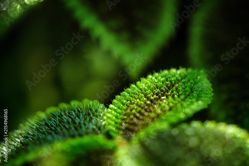 Cuadro en lienzo Pilea mollis Moon Valley houseplant with deeply textured green leaf and fine hai