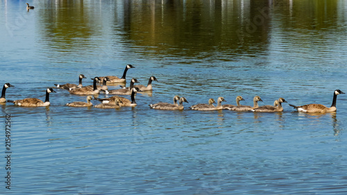 Konstfotografi Canada geese and young goslings swimming across calm water