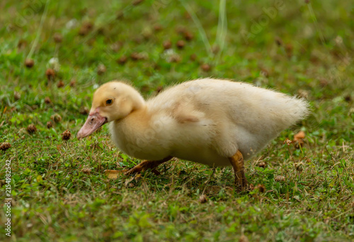 Картината върху платно Young gosling on green grass in summer hot day in south Bohemia