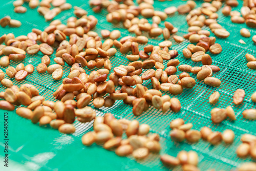 After depulping, coffee beans are placed in the sun to dry.