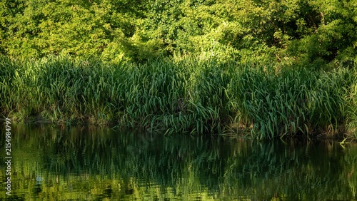 Tall grass grows along the edge of a calm body of water surrounded by green trees in the early evening light