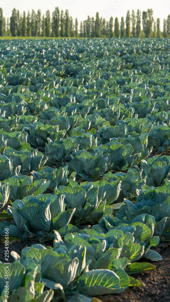 Fototapeta premium Cabbage field in the late afternoon sun with green leaves stretching across the land