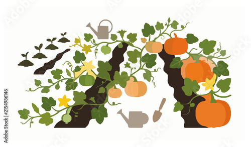 Organic Pumpkin Patch Growing in Garden with Leaves and Vines Vector Illustration