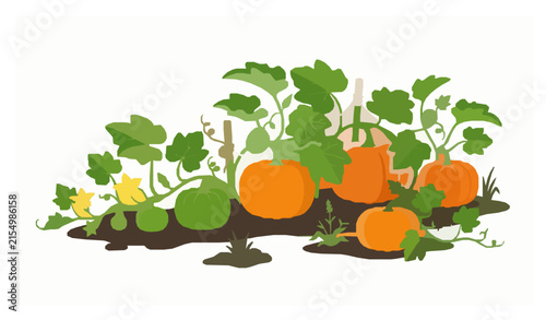 Pumpkin Plants Growing in Organic Garden Flat Vector Illustration