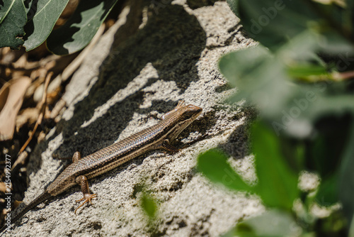 A lizard in his natural habitat. De Kelders, South Africa. 
