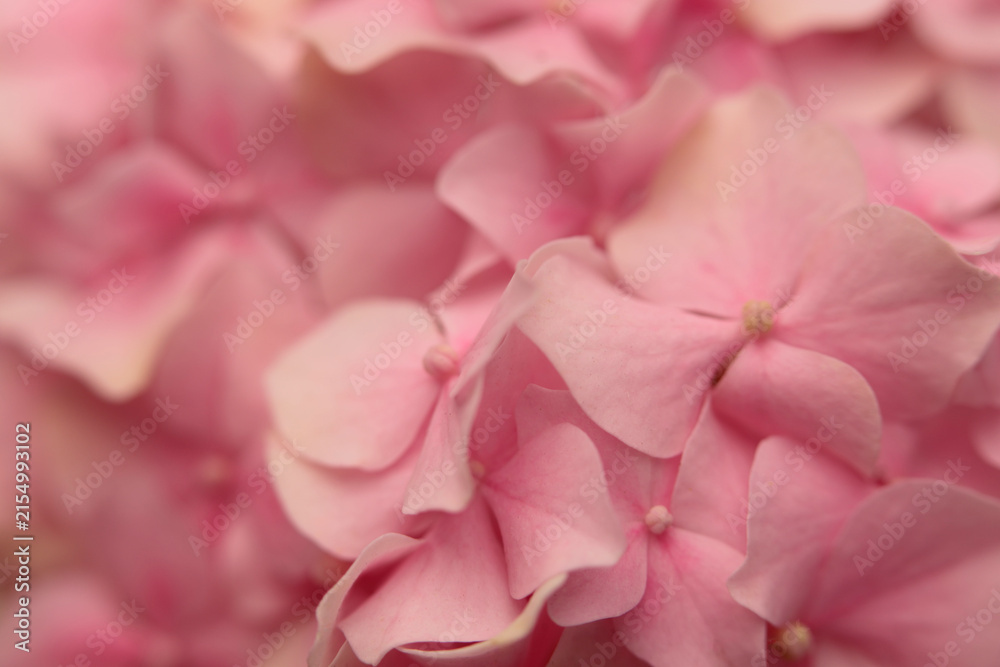 Obraz premium Smoke soft focus close-up cream beige, pink Hydrangea Flower bud Petals, pistil; stamen. Natural art light blur background.