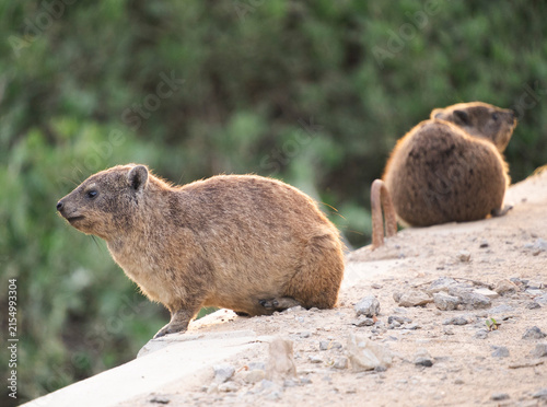Rock hyrax in Wilderness, South Africa
