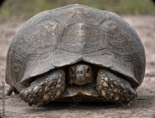Leopard Tortoise in Plettenberg Bay, South Africa