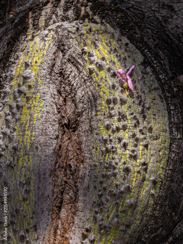 Poetic Contrast of a Delicate Pink Flower Fallen on a Spiky Silk Floss Tree Trunk