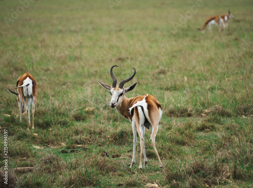 Springbok antelopes on the grass field on South Africa
