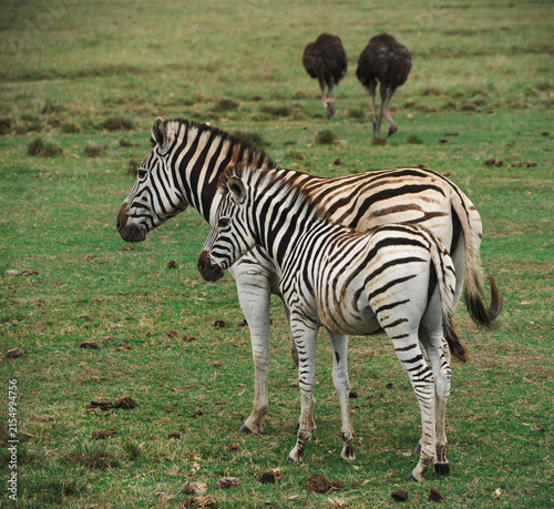 Two zebras in Plettenberg Bay, South Africa