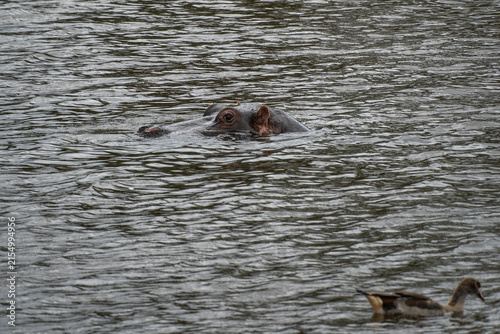Hippoe hiding in the water in Plettenberg Bay in South Africa