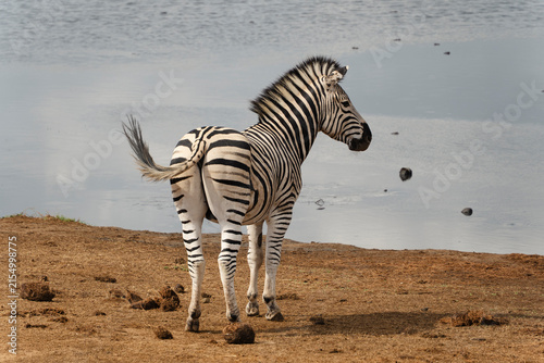 Zebra close to the water, spotted in Addo Elephant National Park in South Africa. 