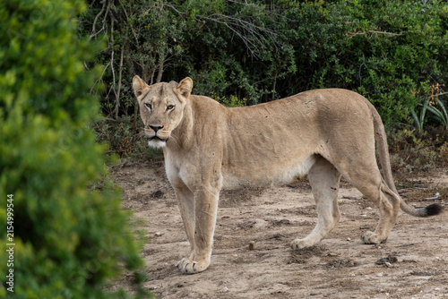 A majestic female lion photographed in Addo Elephant National Park in South Africa. The lioness looks alert and calm, surrounded by the natural landscape.