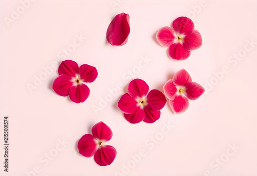 Five fuchsia pink flowers a...